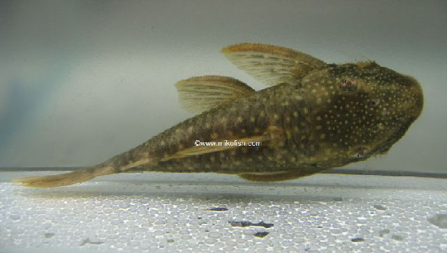 Lasiancistrus guacharote