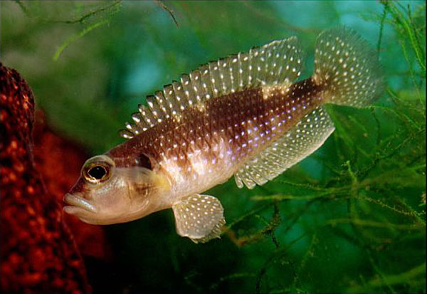 Lamprologus meleagris