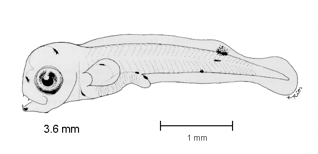 Lampanyctus parvicauda