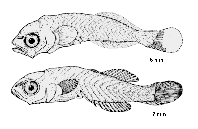 Lagodon rhomboides