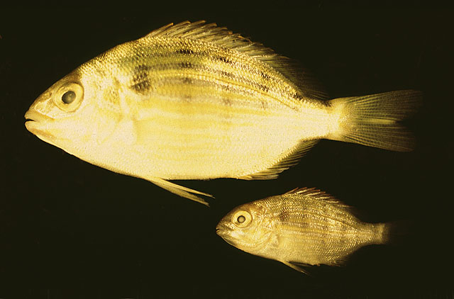 Lagodon rhomboides