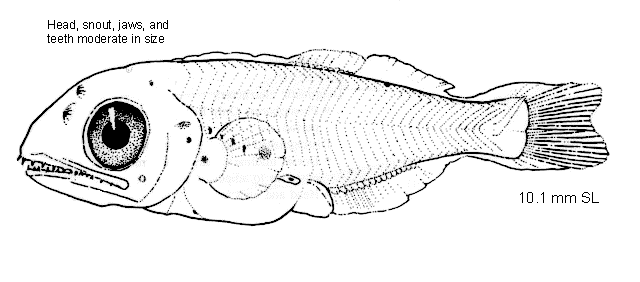 Nannobrachium ritteri