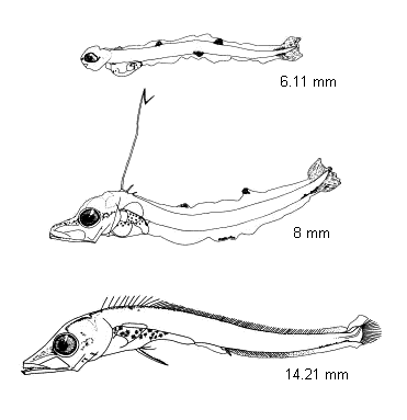 Lepidopus caudatus