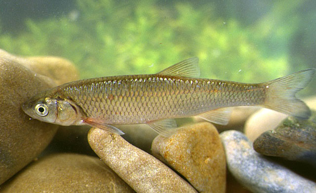 Squalius cephalus