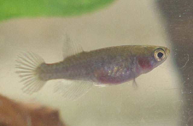 Leptolebias citrinipinnis