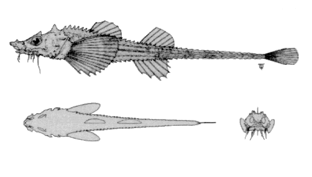 Leptagonus decagonus