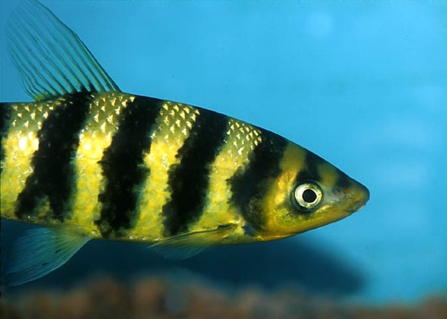 Leporinus fasciatus