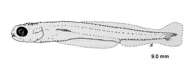 Leuciscus idus