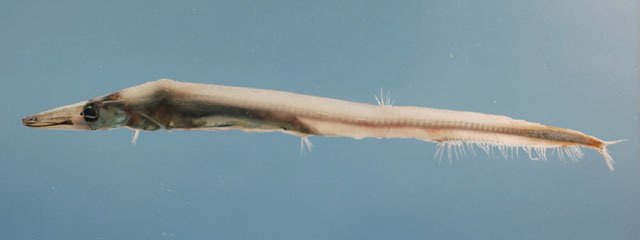 Lestrolepis intermedia