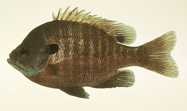 Lepomis macrochirus