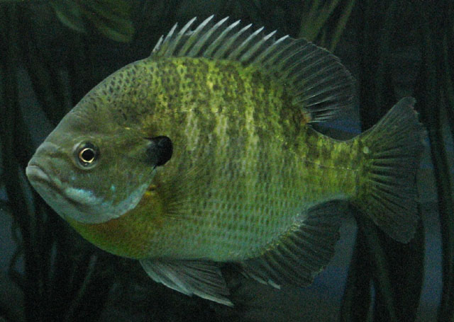 Lepomis macrochirus