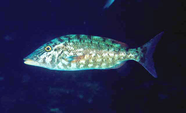 Lethrinus microdon