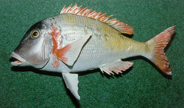 Leorn_u4.jpg