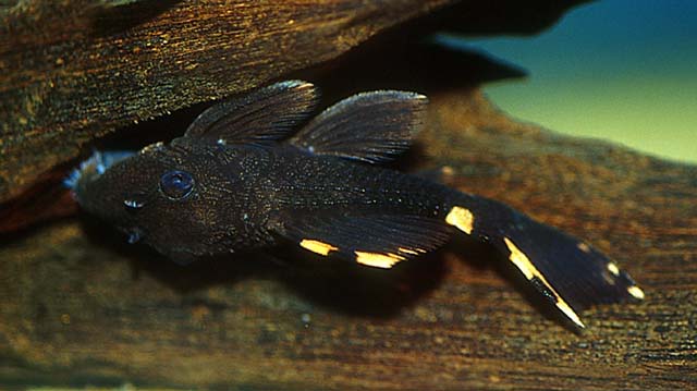 Leporacanthicus triactis