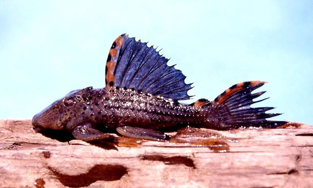 Leporacanthicus triactis