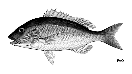 Lipocheilus carnolabrum