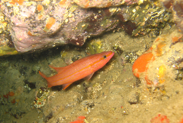 Liopropoma emanueli