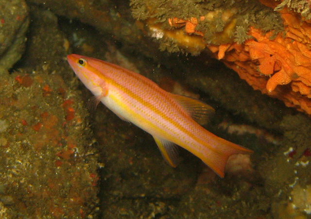 Liopropoma emanueli