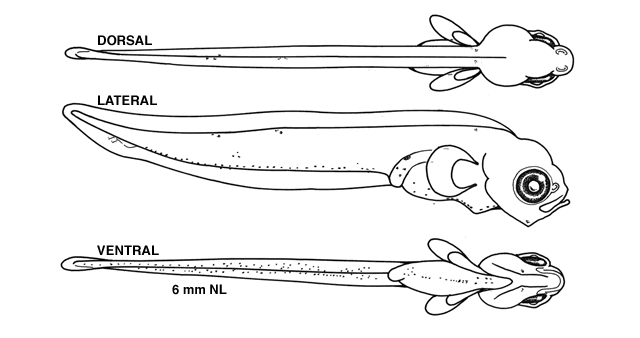 Limanda ferruginea