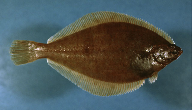 Limanda ferruginea