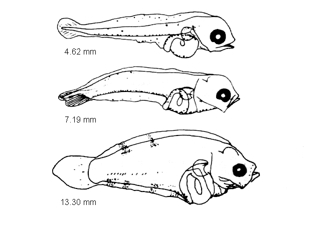 Limanda limanda