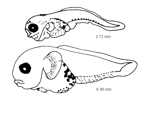 Liparis montagui