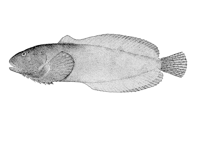 Liparis mucosus