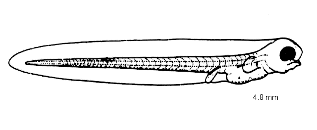 Limanda proboscidea