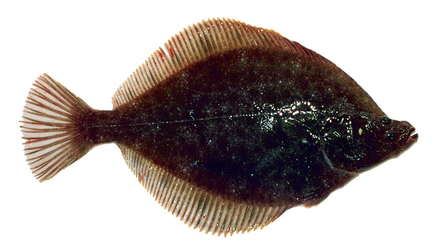 Limanda proboscidea