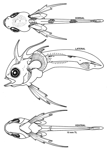 Lophius americanus