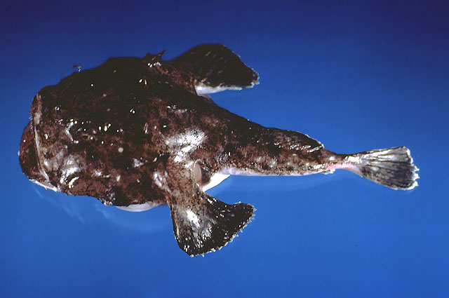 Lophius americanus