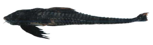 Loricariichthys anus