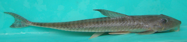 Loricariichthys anus