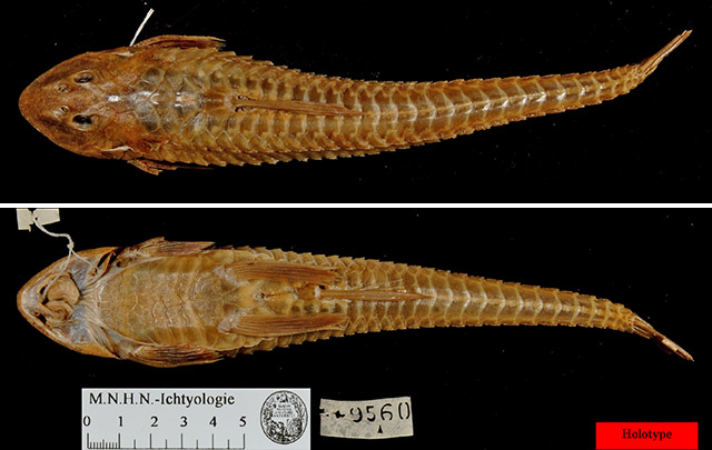 Loricariichthys maculatus