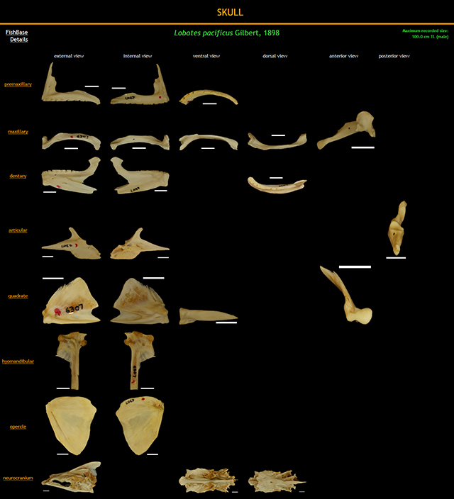 Lobotes pacificus