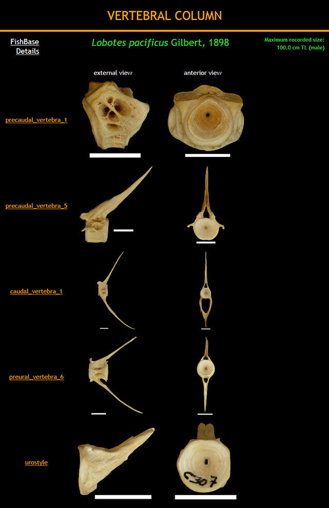 Lobotes pacificus