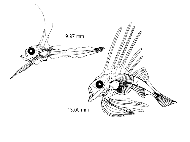 Lophius piscatorius