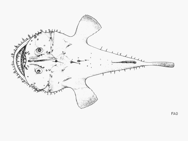 Lophius vaillanti