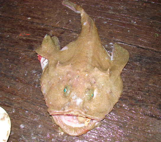 Lophius vomerinus