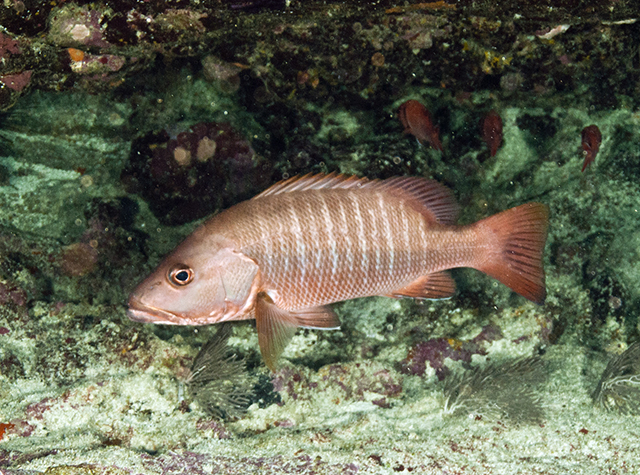 Lutjanus agennes