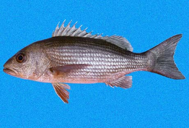 Lutjanus aratus