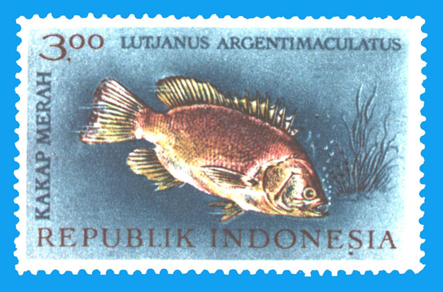 Lutjanus argentimaculatus