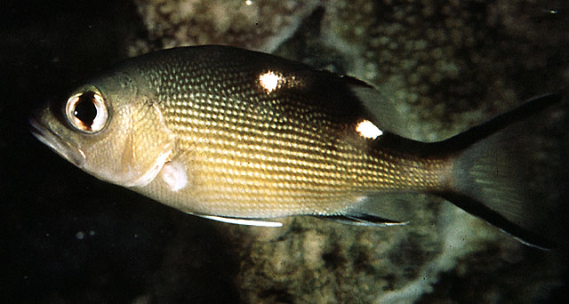 Lutjanus bohar