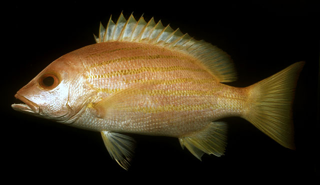 Lutjanus dodecacanthoides