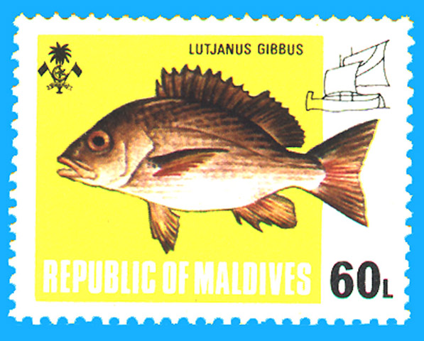 Lutjanus gibbus