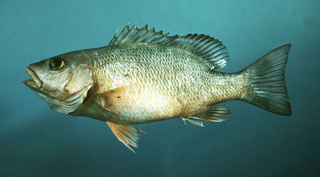 Lutjanus griseus