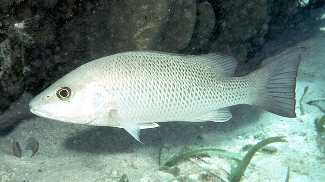 Lutjanus griseus