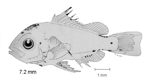 Lutjanus guttatus