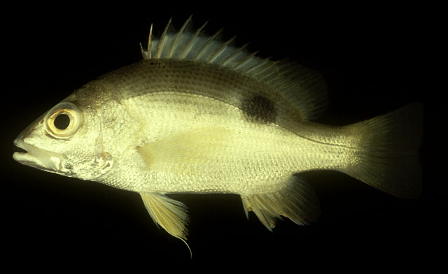 Lutjanus johnii