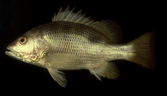 Lutjanus johnii